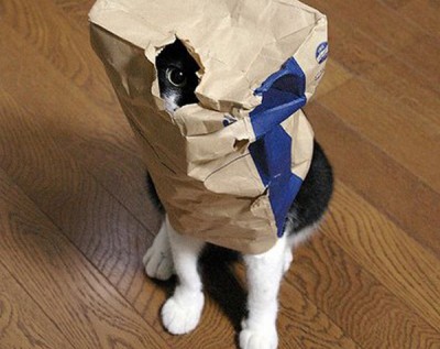 paper_bag_cat.jpg